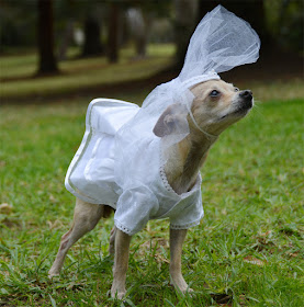 small dog in white dress and veil