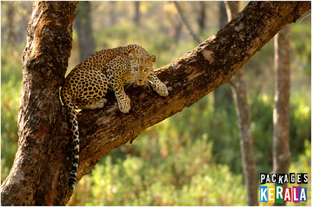 Periyar Tiger Reserve