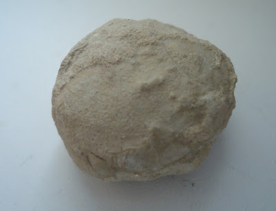 Fossil Tortoise/Turtle egg 