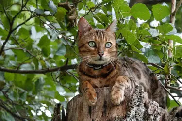 7 Adorable Qualities of Bengal Cat