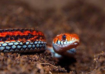 San Francisco Garter Snake.