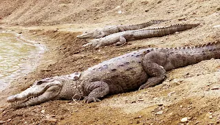 Big Gando Crocodiles laying by the water.