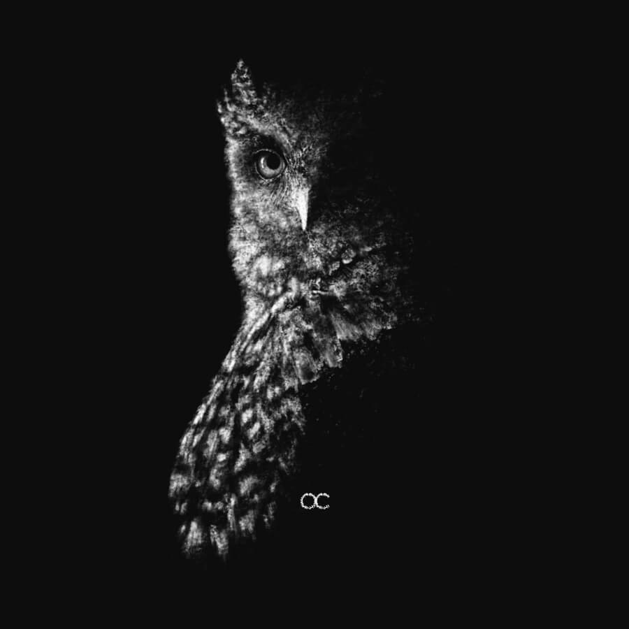 05-Owl-Animal-Drawings-Miloheben-www-designstack-co