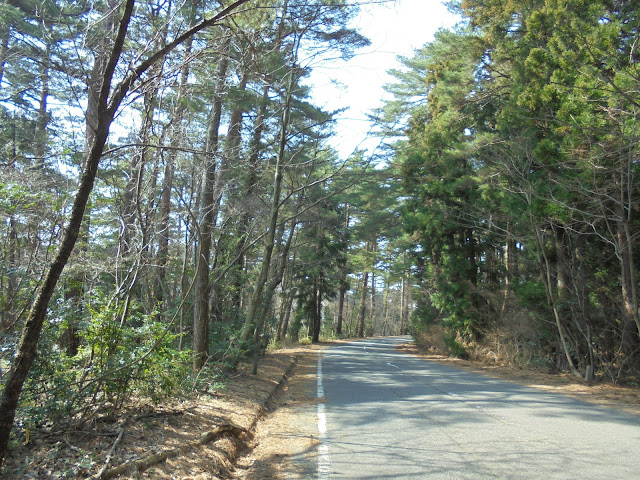 赤松の森の道