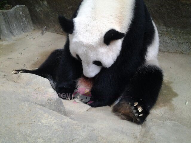  Gambar Ternyata Bayi Panda Suka Ngedot Botol Susu Ferboes 