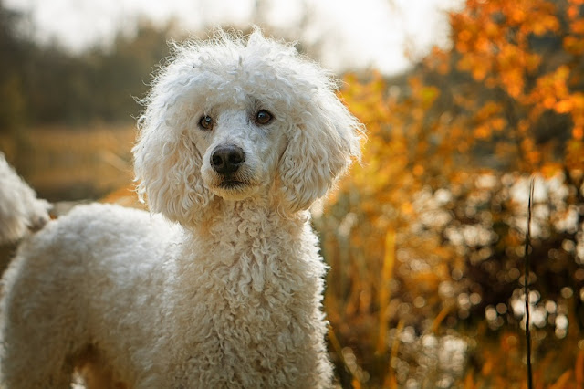 Can Dogs Eat Edamame? CAN I GIVE MY DOG Edamame? Little Known Secret ...