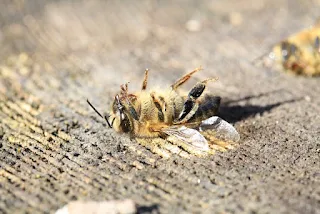 Dead Bee from Toxic Lawn Products