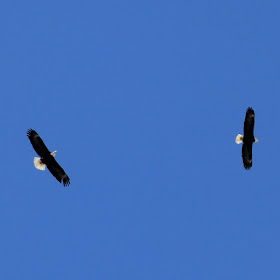 bald eagle mating flight?