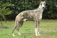 Whippet