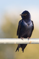 Purple Martin – Redmont, WA – May 2008 – photo by J.J. Cadiz, Cajay