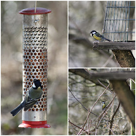 Hardwick Hall birdwatching