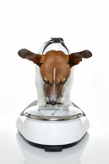 Best Products for Dog Weight Loss