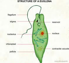 Locomotion-in-Euglena(learn-4-future.blogspot.com)