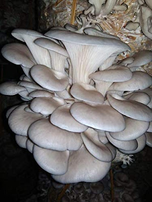 Oyster Mushroom Yield Per Kg