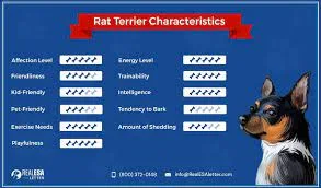 Characteristics and temperament of Rat Terriers