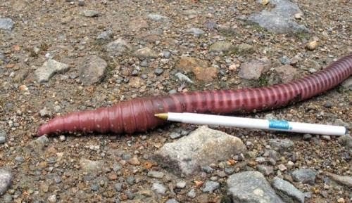 The Giant Worm Found Inland of Bali Indonesia