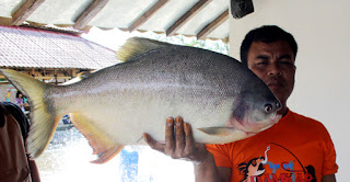 Umpan-Ikan-Bawal-Kolam