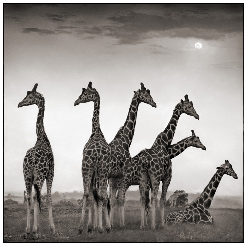 16 Giraffe Fan