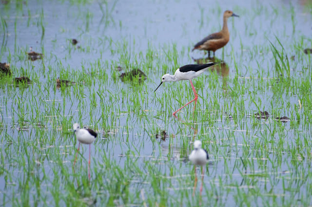 Black-winged Stilt (प्रवालपाद) - Himantopus himantopus