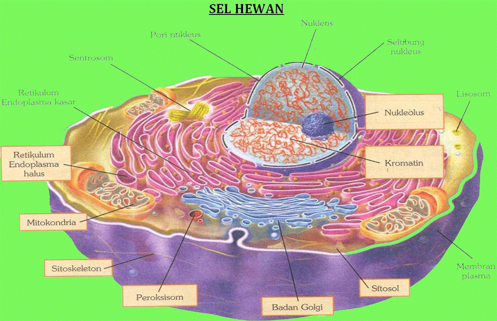 Struktur dan Fungsi Komponen Organel Sel Hewan  Wasiwa