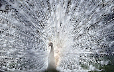 Peacock pictures