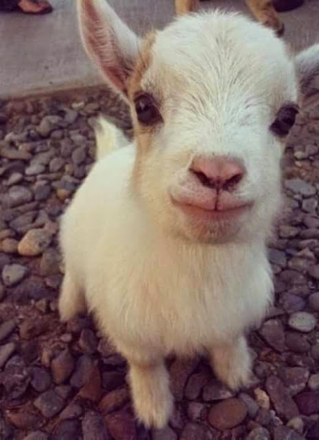 Baby Goat Photos