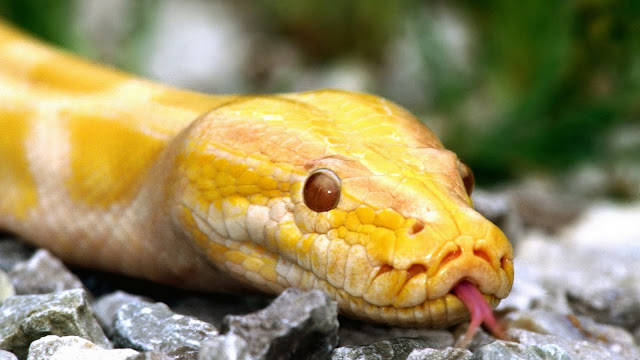 Yellow Snake HD Wallpaper