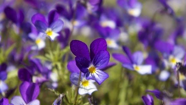 Viole