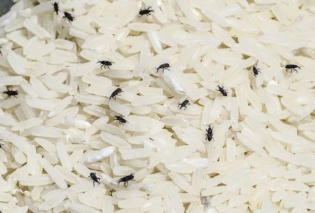 petua elak kutu beras dalam bekas beras