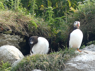 Petit pingouin et Macareux moine