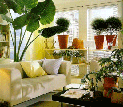 Foundation Dezin & Decor...: Indoor plants for living room.