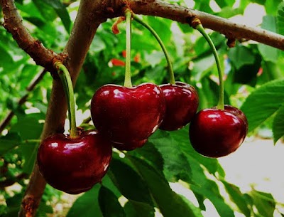 L’ocàs de la fruita del temps