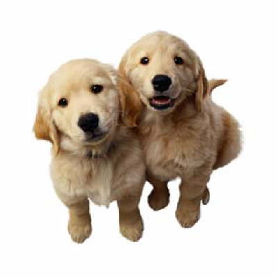 golden retriever dogs puppies. Golden Retriever Dog Lovers