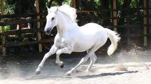 Best Horse HD Free Photos Download.