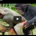 Monkey Mating At Zoo