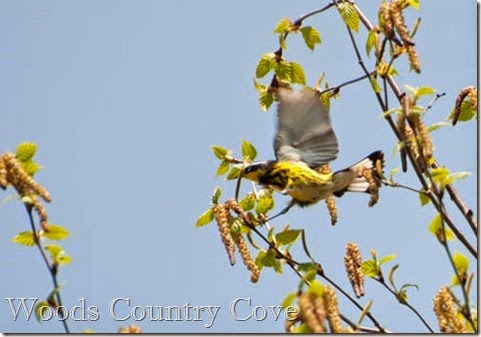 Warbler (3 of 3)-2