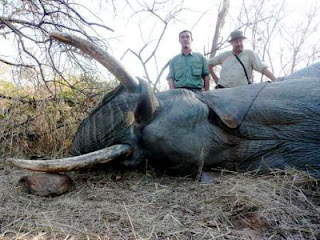 African Elephant Hunting