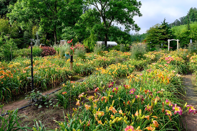 Blue Ridge Daylilies