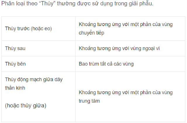 phân chia tuyến tiền liệt