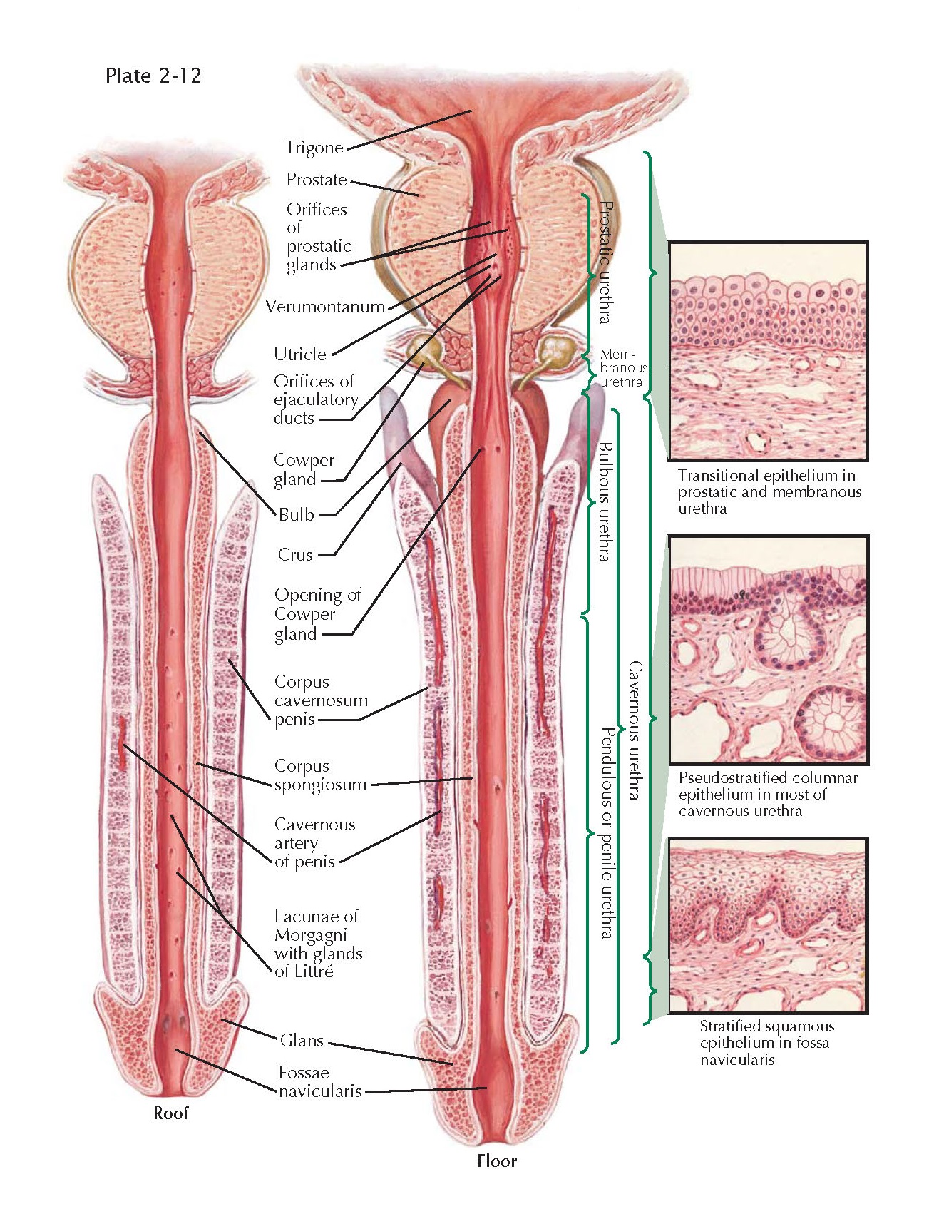 Urethra and Penis