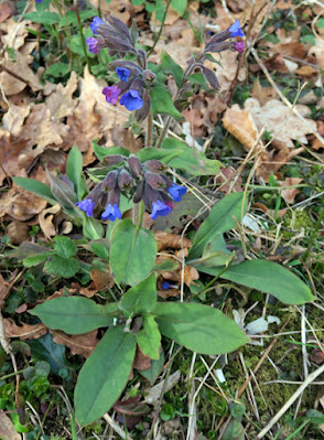 Pulmonaire montagnes (Pulmonaria montana)