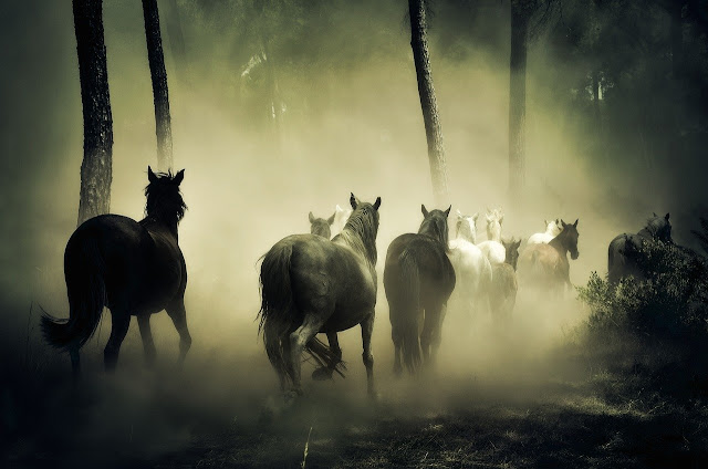 Running Horse HD Wallpaper For Mobile