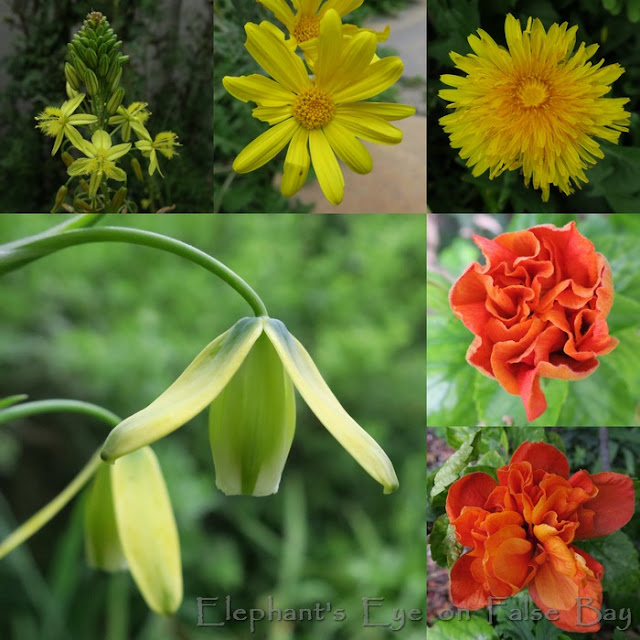 Yellow flowers for Summer Gold