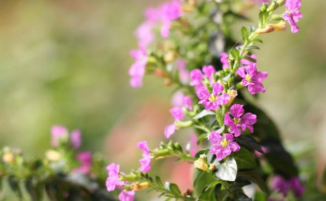 Mexican Heather Flowers Pictures