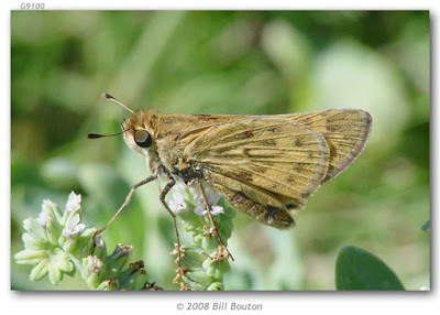 Mariposa saltarína leonada (Hylephila phyleus)