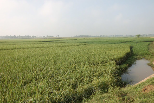 Crops field nature scenery and wallpaper