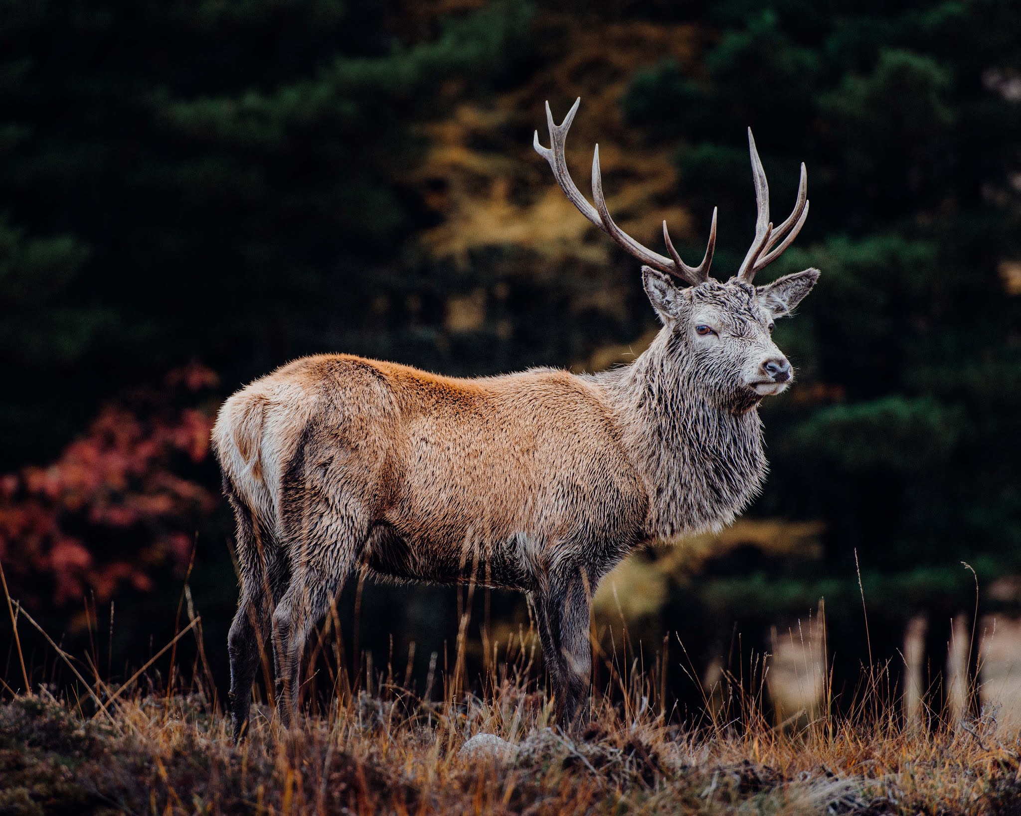 deer stag spotting glencoe liquid grain scotland