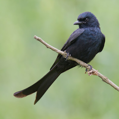 Drongo real (Dicrurus macrocercus)