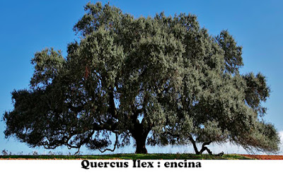 Género Quercus