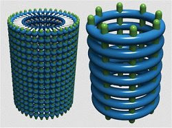  Os nanotubos orgânicos são sintetizados por uma técnica que os pesquisadores chamaram "de hélice para tubo", devido ao passo intermediário entre o monômero e o nanotubo covalente. [Imagem: ITbM/Nagoya University] Nanotubos orgânicos  Pesquisadores japoneses desenvolveram uma técnica para fabricar nanotubos orgânicos de alta resistência.  Os nanotubos orgânicos têm sido utilizados em várias aplicações, incluindo as células solares orgânicas - ou de plástico - e os polímeros condutores, que estão na base de toda a eletrônica orgânica, que inclui LEDs e telas flexíveis.  Ocorre que todos os nanotubos orgânicos fabricados até agora se baseavam em ligações não-covalentes, que são frágeis, tornando os dispositivos menos robustos e menos duráveis do que o exigido para aplicações em larga escala.  Nanotubos covalentes  Kaho Maeda e seus colegas da Universidade de Nagoya desenvolveram agora uma técnica que parte de um pequeno monômero, transforma-o em uma hélice e, a seguir, usando irradiação por luz, finalmente gera os nanotubos.  A grande vantagem é que os nanotubos resultantes são "amarrados" por ligações covalentes, sendo virtualmente tão resistentes quanto os nanotubos inorgânicos mais tradicionais.   A polimerização forma ligações covalentes entre as "voltas" da hélice, que se transforma em um nanotubo rígido. [Imagem: ITbM/Nagoya University] "Esta é a primeira vez no mundo que se demonstra que a reação de polimerização de di-inos é aplicável à reação de ligação cruzada de um polímero em formato de hélice," disse a pesquisadora, referindo-se aos anéis aromáticos que entram na formação dos nanotubos.  Hélice para tubo  "Nós vislumbramos que novos avanços no método 'hélice-para-tubo' levarão ao desenvolvimento de vários materiais baseados em nanotubos orgânicos, incluindo materiais eletrocondutores e luminescentes," disse Hideto Ito, coordenador da equipe.  "Nós já estamos trabalhando [nisso] e esperamos sintetizar nanotubos orgânicos covalentes com propriedades interessantes para várias aplicações," anunciou.    Fonte: Nagoya University    Bibliografia:  Construction of Covalent Organic Nanotubes by Light-induced Cross-linking of Diacetylene-based Helical Polymers Kaho Maeda, Liu Hong, Taishi Nishihara, Yusuke Nakanishi, Yuhei Miyauchi, Ryo Kitaura, Naoki Ousaka, Eiji Yashima, Hideto Ito, Kenichiro Itami Journal of the American Chemical Society DOI: 10.1021/jacs.6b05582  Construction of Covalent Organic Nanotubes by Light-induced Cross-linking of Diacetylene-based Helical Polymers Kaho Maeda, Liu Hong, Taishi Nishihara, Yusuke Nakanishi, Yuhei Miyauchi, Ryo Kitaura, Naoki Ousaka, Eiji Yashima, Hideto Ito, Kenichiro Itami Journal of the American Chemical Society DOI: 10.1021/jacs.6b05582